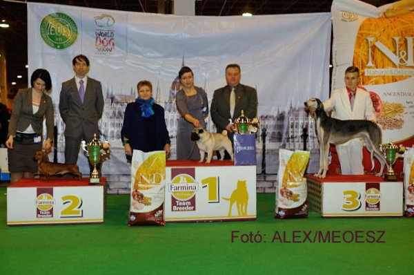 2014.február 13. (Csütörtök) Best in Show