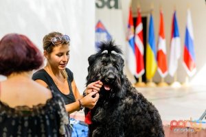 expozitie-de-frumueste-canina-44